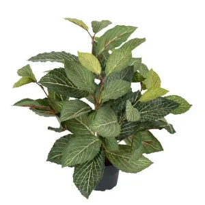 Mr. Plant, Fittonia 40 cm, konstväxt
