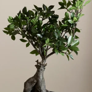 Mr Plant, fikus Ginseng, 50cm, konstväxt