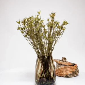 Flora grossist – Nigella Orientalis 100g, Torkade blommor, Naturell