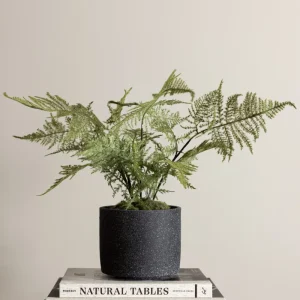 Mr. Plant, Plumosus, 35cm, konstväxt