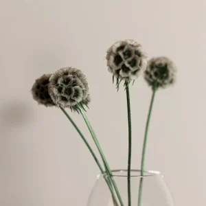 Flora grossist, scabiosa 5-pack, torkade blommor, naturlig