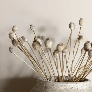 Vallmo 30Pack, Torkade blommor