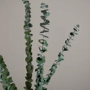 Flora grossist, Eucalyptus Baby 75g, konserverade växter, grön