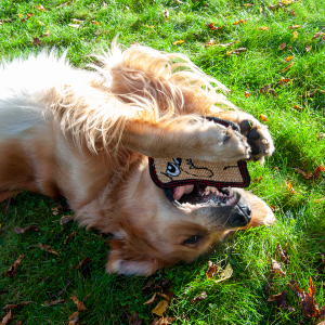 Sisal Bulldogg- hundleksak