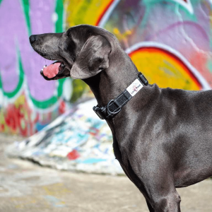 Hundhalsband, Urban Trek, svart